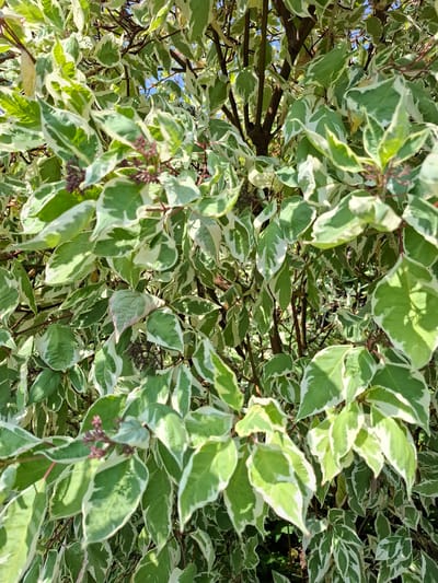 The image shows a close-up view of a variegated shrub, likely a dogwood variety, with green leaves edged in white. The shrub is dense with many branches and leaves, creating a textured pattern. Some small, dark reddish buds are visible amongst the foliage. The lighting suggests it is daytime, with sunlight filtering through the leaves, creating areas of bright illumination and shadow. The background is a blur of green foliage and darker branches, with hints of blue sky visible in some areas. The image appears to be taken outdoors in a garden or natural setting. No people or specific urban features are visible, so its location within Eschenbach (LU), Switzerland cannot be determined from the visual information alone.
