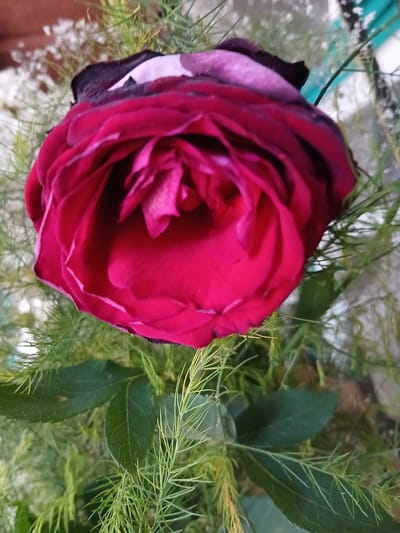 A close-up, vertical, top-down shot showcases a deep red rose with dark burgundy edges, its petals unfurling in the center. The rose is surrounded by delicate green foliage and sparse white baby's breath, suggesting it might be part of a bouquet or arrangement. The background is softly blurred, with hints of a pale, possibly textured surface and some indistinct colored elements. The image appears to be taken indoors or in a sheltered outdoor space, given the lighting and composition. There is no indication of Kholosne, Ukraine.