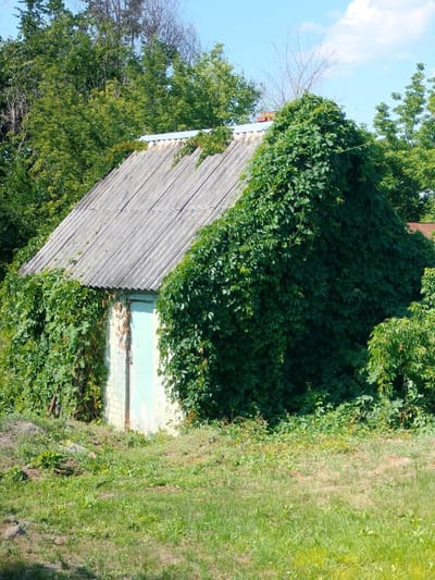 An outdoor medium shot captures a small, overgrown brick structure, likely a shed or outbuilding, partially covered in dense green vines. The building has a grey, corrugated roof and a pale blue door. The scene is set in a rural or semi-rural environment, with abundant foliage surrounding the structure and tall green trees visible in the background. The ground in front of the building is covered in grass and dry soil. The sky above is blue with scattered white clouds. The image was taken in Kalach, Russia.