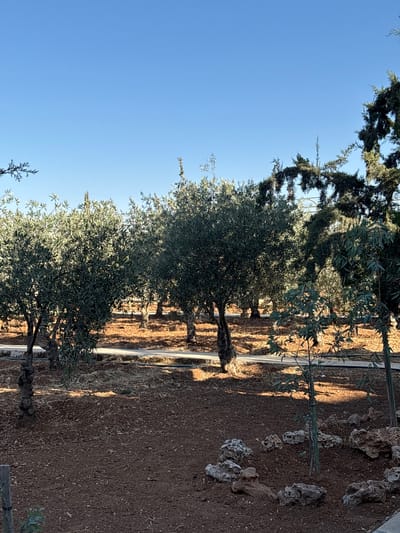 This is a vertical, eye-level, medium shot of an olive grove on a clear day. The foreground is dominated by dark brown soil scattered with small rocks and larger, irregularly shaped, light-colored rocks. In the middle ground, several olive trees with dark, gnarled trunks and dense green foliage are visible. They are planted in rows, with a path or road visible between them, covered in dry leaves and mulch. Beyond the olive trees, more trees and foliage are visible, with a few larger, darker trees on the right side of the frame. The background is a clear, bright blue sky. The scene appears to be a cultivated landscape, likely an olive farm or estate, with a focus on the agricultural setting. The overall impression is one of a peaceful, sunny day in a rural or semi-rural environment. The image was taken in Al Qastal, Jordan.