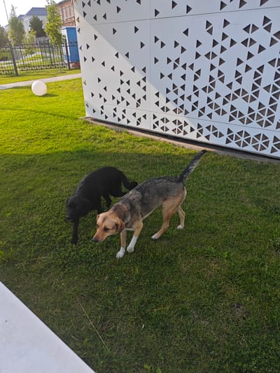 Two dogs are in a grassy park area. One dog is black and the other is tan and grey. In the background, there is a white building with a triangular pattern on its facade. There is also a black fence and some trees. The scene appears to be in the city of Novyy Oskol, Russia.