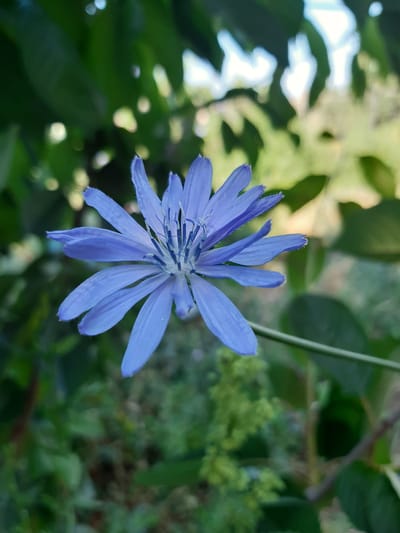 The image shows a close-up of a single, delicate blue flower, likely a chicory blossom, with its petals unfurling outwards. The flower is in focus, while the background is softly blurred, creating a bokeh effect with shades of green foliage and hints of bright light. The setting appears to be outdoors, consistent with a natural environment. It is not possible to determine the specific location in Бактуу-Долоноту, Kyrgyzstan from the visual information alone, as the image lacks any identifying landmarks or contextual clues related to that location.