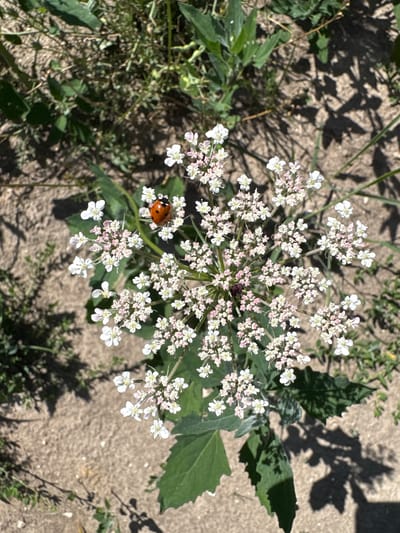 In Kuriany, Ukraine, a close-up shot captures a ladybug resting on a cluster of small white and pink flowers. The ladybug, with its distinctive red shell and black spots, is positioned on the upper right side of the flower's umbel. The flowers are delicate and appear to be part of a larger plant with green leaves. The background consists of dry, sandy soil with sparse green vegetation and dappled shadows cast by overhead sunlight.