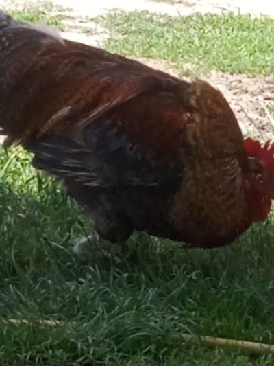 The image shows a close-up of a rooster in a grassy outdoor environment. The rooster is predominantly brown and dark in color, with visible reddish-brown feathers and a red comb on its head. The bird appears to be looking down, possibly foraging. The background consists of green grass and some patches of dirt or sand. The scene is outdoors and appears to be in a natural or semi-natural setting. The city of Stepan, Ukraine, is not explicitly depicted or identifiable in the image.