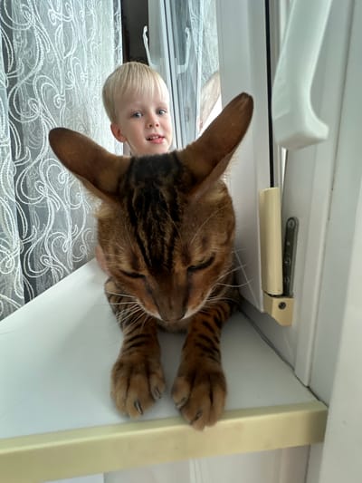 An indoor close-up shot captures a young boy and a Bengal cat perched on a white windowsill. The boy, with blonde hair and blue eyes, peeks from behind the cat, his tongue slightly out. The cat, with its distinctive spotted coat and large ears, is positioned in the foreground, facing downwards. The background features a white lacy curtain and a white door frame with a metallic hinge mechanism. The scene appears to be in Gornyi Erik, Russia, a location known for its natural beauty and rural setting. The overall impression is one of a candid moment between a child and his pet, emphasizing their bond.