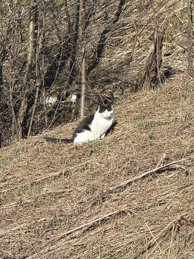 A medium-shot captures a cat lying in a field of dry grass in Колчаново, Russia. The cat is gray and white, with a black tail, nestled among dry grasses and underbrush. The setting is outdoors. The time is daytime with sunlight.
