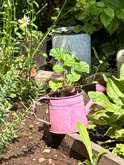 A close-up, eye-level outdoor shot captures a vibrant garden scene with a small, pink watering can filled with soil and a young plant as the central focus. The watering can, made of metal, displays ribbed detailing and a curved handle. A plant with heart-shaped green leaves sprouts from the soil within the can. Surrounding the watering can, lush green foliage dominates the frame, with taller plants and a white daisy with a yellow center visible in the background to the left. A portion of a light blue cylindrical object, possibly a bucket or planter, is also visible behind the watering can. The ground is dark soil, interspersed with small stones. The image appears to be taken on a sunny day, casting shadows and highlighting the bright colors of the garden. The image does not contain any information that would indicate its location in Bratsk, Russia, or any specific city. There are no people or discernible actions taking place.