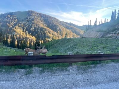 The image captures a scenic view of a mountainous landscape with a road winding through it. In the foreground, a rusty guardrail separates the viewer from a grassy embankment. Two deer with antlers are standing on the grassy area. The mountains are covered in dense evergreen trees, with patches of sunlight illuminating the slopes. The sky is clear blue with some wispy clouds. A white vehicle can be seen on the road in the distance. The overall scene suggests a natural, outdoor setting, likely in a rural or wilderness area, possibly near Wilson, United States given the context.