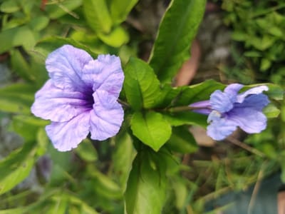 The image displays a close-up, overhead view of two Ruellia simplex (Mexican petunia) flowers amidst green foliage, observed in Ouderkerk aan de Amstel, Netherlands. The primary flower, located in the upper-left quadrant, is a trumpet-shaped bloom with five distinct, slightly undulating petals exhibiting a light lavender-purple coloration, transitioning to a deeper purple within its throat. To the right, a second, smaller Ruellia flower of similar appearance is partially visible, oriented horizontally and partially obscured by surrounding green leaves. The foliage consists of vibrant green, elongated leaves, some displaying natural variations. The background is a soft-focus blur of additional green vegetation and indistinct brown-earth tones. The scene is uniformly illuminated by natural light, producing no discernible shadows. No individuals, animals, or man-made objects are present in the frame.