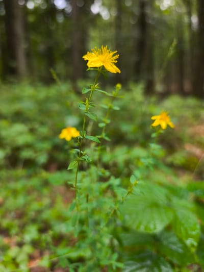 In a wooded area of Choceň, Czechia, three yellow flowers are the focus of a shallow depth of field shot. The largest, in the foreground, is in sharp focus and displays its delicate petals and stamens. Behind it, to the left and right respectively, are two smaller yellow flowers, both blurred by the soft focus of the background. The surrounding environment is a lush green forest floor, with trees visible as blurred, dark vertical shapes in the background, suggesting a natural, outdoor setting. There are no people or discernible actions taking place in the image.