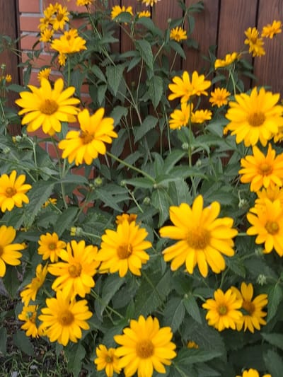 This is a vertical, close-up shot of a dense cluster of bright yellow flowers, resembling daisies or sunflowers, with dark green foliage. The flowers are in various stages of bloom, with some fully open and others still budding. The background consists of a dark wooden fence and a hint of a brick wall on the left side. The lighting appears to be natural daylight, with some areas of shadow due to the dense foliage. The setting is likely an outdoor garden or yard. No people or animals are visible. The location is identified as Guldala, Kazakhstan.