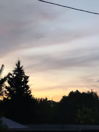 The image captures a twilight scene in the city of Moskovsky, Russia. The sky is a gradient of pale grey and pinkish-orange hues, with soft clouds swirling across the expanse. A thin black wire stretches horizontally across the upper portion of the frame. Silhouetted against the colorful sky are the dark shapes of several trees. Most prominent is a tall, conical evergreen tree in the left-center of the image, with a dense, spiky canopy. To its left, a portion of another evergreen tree is visible. The bottom of the image features a dark, dense line of trees and foliage, creating a strong silhouette. A small, bright light, possibly a street lamp, is visible above the treeline on the right side. In the distance, a faint circular object, likely the setting sun or moon, is visible low on the horizon, partially obscured by the trees. The foreground shows a dark, horizontal element, possibly a roof or fence, with a lighter, sloped surface to its left. The overall impression is one of a quiet, natural landscape within a populated area, taken during the transitional hours of dusk.