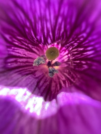The image is an extreme close-up, macro photograph of the interior of a vibrant purple flower. The focus is on the reproductive parts of the flower, specifically the pistil and stamens. The pistil is a prominent, yellowish-green structure in the center, slightly blurred. Surrounding it are several dark, textured anthers, some appearing fuzzy or dusty. The petals of the flower are a deep, rich purple, with intricate, dark lines running radially from the center outwards, creating a striped or veined pattern. The edges of the petals are soft and blurred, with some areas of bright, blown-out highlights, suggesting intense light. The overall impression is one of delicate detail and natural beauty, captured in intimate detail. The image does not contain any elements that would indicate a specific location in the city of Baryshevo, Russia, or any urban environment.