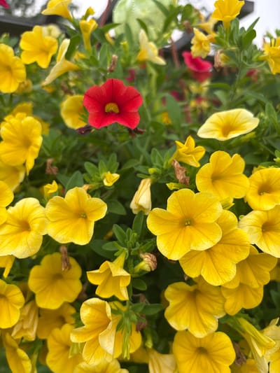 The image shows a close-up view of numerous bright yellow petunia flowers and a few red petunias in full bloom, interspersed with green foliage. The flowers are the primary subjects, filling the frame with their vibrant colors and delicate petal structures. The background is softly blurred, suggesting an outdoor setting. The scene is a close-up shot of a flowerbed or hanging basket, with the focus on the details of the blossoms. There are no people, animals, or discernible landmarks of Mārupe, Latvia, visible in the image. The lighting appears natural, indicating daylight conditions.