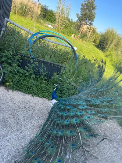 A peacock is displaying its plumage on a gravel path. The bird is positioned next to a patch of green vegetation, a trampoline, and some blue hoops. The setting appears to be outdoors on private property within the vicinity of Ashford, United Kingdom, during daylight hours.