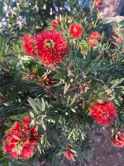 In Kfar Yona, Israel, a close-up shot captures a dense bush laden with vibrant red bottlebrush flowers and their spiky green foliage. Sunlight filters through the leaves, casting shadows and highlighting the intricate details of the blossoms, which are adorned with numerous stamen tipped with gold. Some flower buds are visible, along with the earthy ground beneath the plant. The scene appears to be an outdoor garden setting.