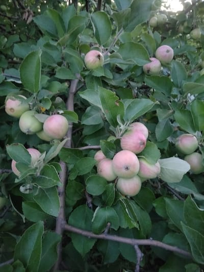 The image shows a close-up of an apple tree branch laden with numerous small, light-pink and green apples. The apples are in various stages of ripeness and are clustered together amongst lush green leaves. The lighting suggests it is daytime, possibly late afternoon given the soft light. The scene is natural and appears to be an outdoor setting. There is no indication of people or any specific activity other than the growth of fruit on a tree. The image is taken in Zherebkove, Ukraine.