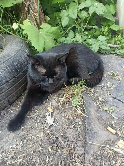 The image shows a black cat resting on the ground next to an old tire. The cat is curled up with its eyes closed, appearing relaxed. It is lying on a patch of dirt with some dry grass and weeds. In the background, there is lush green foliage, including large leaves and thinner stems. A weathered wooden stump or post is visible among the plants, suggesting an outdoor, possibly rustic or overgrown, setting.
The scene appears to be taking place during the daytime, with natural light illuminating the cat and its surroundings. The presence of the tire and the general disarray of the ground suggest an informal or slightly neglected outdoor area. Two discarded cigarette butts are visible on the ground near the cat.
The cat's fur is uniformly black, and its posture indicates a state of rest. The surrounding vegetation is verdant and appears healthy, contrasting with the dry grass and the worn tire. The overall mood of the image is one of quiet repose in a natural, albeit somewhat unkempt, environment. There is no visible text in the image. The location context is Auly, Ukraine.