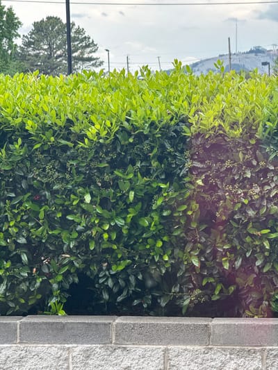 The image shows a dense green bush with varying shades of leaves, ranging from bright lime green to dark forest green. Small green berries are visible throughout the bush. To the right of the bush is a grey brick wall. In the background, glimpses of a cloudy sky, trees, and utility poles can be seen, suggesting an outdoor setting. The location is assumed to be in the city of Stone Mountain, United States of America.