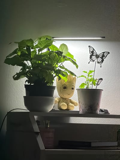 The image depicts a plant arrangement indoors, likely in a residential setting in Morton Grove, United States of America. The arrangement includes two potted plants, one containing a leafy green plant, and another containing a smaller green plant. A plush toy resembling Groot from "Guardians of the Galaxy" is nestled between the pots. A decorative metal butterfly is affixed to a stake near the plants. An LED grow light is positioned vertically near the plants. The pots are mounted on a shelving unit. A black power cord hangs from the shelf. The room is dimly lit.