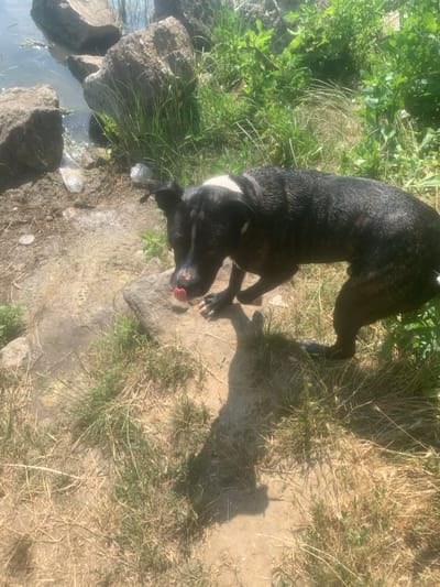 A black and brindle pit bull mix dog is licking a rock near the water's edge. The dog has a white blaze on its forehead and a pink nose. It is standing in dry grass and dirt. In the background, there are large rocks and some green vegetation. There are also two plastic bottles on the ground near the water. The scene appears to be a natural outdoor setting, possibly a park or recreational area.
