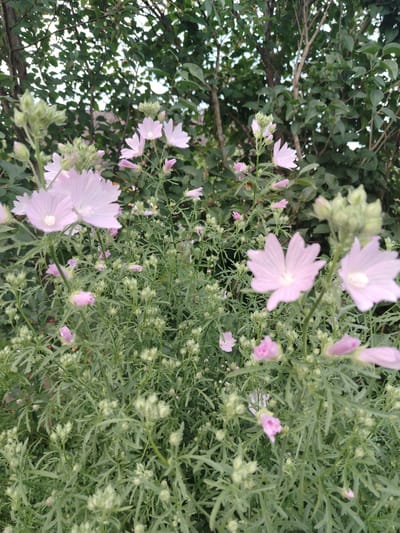 The image shows a close-up view of a patch of pale pink wildflowers with green foliage. The flowers are small and delicate, with five petals each, and some are in bud form. The background consists of dense green foliage from trees or bushes, suggesting an outdoor setting, likely a garden or natural area within a rural landscape. The lighting appears to be natural daylight, casting soft shadows. The specific location in the city of Znamenski Selski Sovet, Belarus, is not visually evident from the image itself. There are no people or discernible human activity depicted. The focus is on the flora, emphasizing the natural beauty of the plants.