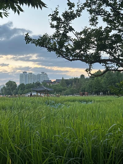 The image depicts an outdoor scene with a lush field of tall green grass dominating the right side. In the background, a line of trees separates the grass field from a cityscape. Several tall, modern apartment buildings are visible in the distance, along with a traditional Korean-style building with a curved tiled roof. The sky is partly cloudy with soft, warm light suggesting either sunrise or sunset. The overall atmosphere appears peaceful and serene. The image is oriented vertically, as if taken from a low angle, looking up towards the sky and across the landscape. There are no visible people or text in the image. The presence of both modern urban structures and traditional architecture within a natural setting suggests a location in South Korea, likely a park or open area on the outskirts of a city. The time of day appears to be either early morning or late evening due to the soft, diffused lighting and the warm hues in the clouds.