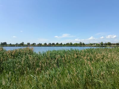 A wide-angle shot captures a tranquil natural landscape, dominated by a large body of water and extensive reed beds under a clear blue sky. The foreground is filled with a dense, textured expanse of tall reeds and grasses, displaying a mix of vibrant greens and golden-brown hues from dried stalks. These reeds extend upwards, partially obscuring the view of the water directly behind them.

In the mid-ground, a calm, blue lake or pond stretches horizontally across the frame. Its surface is smooth, reflecting the clear sky. The far bank of the water features a distinct treeline, composed of various trees, including dark green conifers and lighter green deciduous trees, forming a natural horizon. Beyond this treeline, particularly towards the right side of the image, faint outlines of distant buildings and structures are visible, suggesting a rural or semi-rural settlement.

The sky above is bright and expansive, a solid blue with only a few small, scattered white cumulus clouds. The lighting indicates a sunny day, likely morning or early afternoon, with even illumination across the scene. There are no people or specific activities depicted. The overall impression is one of peaceful natural beauty, characteristic of a waterside environment in an area like Kuleshovka, Russia. No visible text is present in the image.