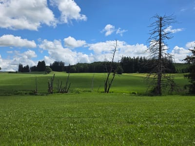 The image presents a wide, verdant rural landscape in Kraftisried, Germany, under a bright blue sky filled with numerous fluffy white cumulus clouds. The foreground and midground are covered by an expansive, rich green field of tall grass, showing varied textures and density, particularly evident in the close-up crops.
Several prominent dead trees punctuate the scene. To the left, a group of dark, weathered tree stumps or partial trunks with bare branches rise from the field. Towards the center, a smaller, multi-stemmed dead tree also stands devoid of leaves. On the far right, a tall, striking dead tree with a dense network of bare, intricate branches reaches high into the sky, its stark silhouette contrasting with the vibrant green and blue.
Beyond the fields and dead trees, a dense line of dark green coniferous forest stretches across the horizon, covering rolling hills. The forest appears thick and extensive, framing the open fields. The overall setting suggests a natural, pastoral environment.
The scene is bathed in bright daylight, indicating a sunny day, likely midday or early afternoon, with distinct shadows visible. The weather is clear and fair, characterized by the scattered white clouds against the deep blue sky. There are no human subjects, activities, or visible text in the image, emphasizing the natural and tranquil beauty of the rural German landscape.