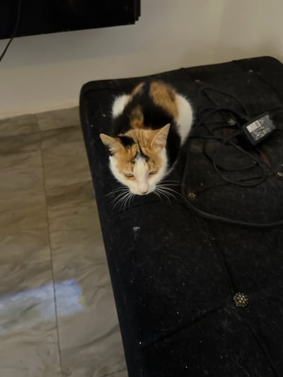 A calico cat is sitting on a black upholstered ottoman. The cat has patches of white, orange, and black fur. Its head is tilted down and its eyes are partially closed. There is a power adapter with a coiled cord resting on the ottoman next to the cat. The floor in the background appears to be tiled. The image was taken indoors.