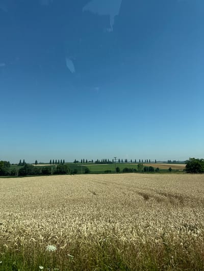 A landscape shot features a clear blue sky on the left contrasting with a vast wheat field on the right. A line of trees and utility poles divides the two, creating a distinct border. The wheat is golden brown, indicating it's ripe. Patches of green grass and white flowers are visible at the field's edge. The photograph is taken in broad daylight, with no visible clouds. The image is rotated 90 degrees clockwise.