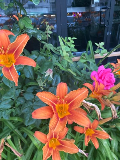 This media file is a close-up, high-angle shot of a cluster of flowers. The primary subjects are several vibrant orange daylilies in various stages of bloom, along with a single bright pink rose. The flowers are arranged amidst lush green foliage, with some dried brown stalks also visible, suggesting a garden setting.
In the background, a dark, reflective surface appears to be a window or a glass door, showing reflections of lights that are likely artificial, possibly from an indoor environment or streetlights. The overall impression is that of an outdoor scene during daylight, though the presence of artificial lights in the reflection hints at twilight or an overcast day. There is no text visible in the image. The location context is Kocasinan, Turkey.