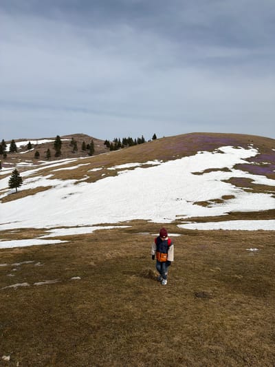 The image shows a mountainous landscape in Kamnik, Slovenia, with a mix of dry grass, patches of snow, and clusters of purple flowers, likely crocuses. A person stands on the grassy slope, wearing a red hat, a navy blue jacket, a beige sweater, and blue jeans. They also have an orange backpack or bag. The mountain slopes upwards to the left side of the frame, while the sky is overcast. Evergreen trees are sparsely distributed on the hillside.