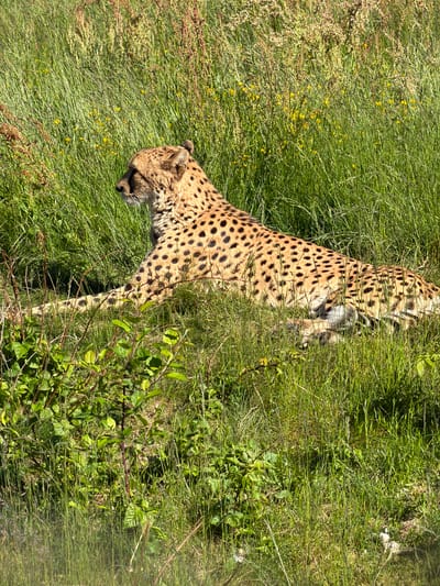 This image captures a single adult cheetah (Acinonyx jubatus) resting in a grassy habitat, observed within Kristiansand Dyrepark in Kristiansand, Norway. The cheetah is positioned in the lower-mid section of the frame, lying on its stomach with its body extended towards the right and its head turned in profile towards the left. Its fur exhibits a tawny-to-golden base color patterned with distinct solid black spots, and prominent black tear streaks are visible on its face, extending from the inner corner of its eyes. The animal is situated within an environment primarily composed of tall, lush green grass. Scattered throughout the grass, particularly in the upper half of the frame, are reddish-brown flowering or seeding plant stalks and small yellow wildflowers. In the lower left foreground, a cluster of green leafy vegetation with thin, dark stems is present. The scene is illuminated by bright natural sunlight, indicating clear weather conditions. No human presence or specific interactions are depicted.