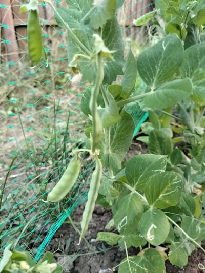 In Kudashivka, Ukraine, a close-up, eye-level, outdoor photograph captures a pea plant growing in soil, supported by a green mesh netting. The plant features several green pea pods and numerous large, ovate leaves, some of which exhibit pale green or white markings. The soil beneath the plant appears dark and rich. The focus is on the pea plant itself, with the netting and background appearing slightly blurred.