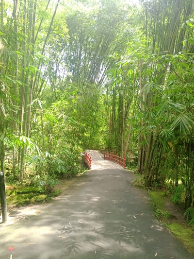 The image shows a pathway leading to a red bridge surrounded by a dense bamboo forest. The pathway is paved and has dappled sunlight casting shadows on it, indicating it is daytime. Leaves are scattered on the pathway and the mossy ground beside it. The bamboo stalks are tall and create a canopy overhead, with sunlight filtering through the leaves. On the left side of the pathway, there is a dark cylindrical object, possibly a lamp post, near moss-covered stones. The scene appears to be a serene natural setting within a park or garden.