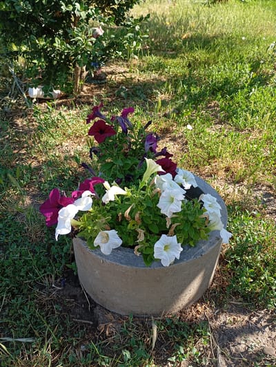 In Karagash, Moldova, a circular concrete planter overflowing with petunias sits in a sunlit outdoor setting. The planter contains a vibrant mix of deep purple and white petunias, some with yellow centers. The planter is surrounded by dry grass and sparse green vegetation, with a larger green bush casting shadows on the ground to the left of the frame. Sunlight illuminates the scene, highlighting the flowers and the texture of the concrete planter.