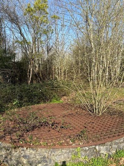 This image depicts a wooded outdoor scene in Mealhada, Portugal. In the foreground, a circular, rust-colored metal grate, approximately 2-3 meters in diameter, covers a low, cylindrical stone wall structure. The grate surface features a repetitive grid pattern of raised squares or pyramids. Patches of green vegetation, including vines and small bushes, grow through and over portions of the grate. A multi-stemmed deciduous shrub with slender branches and nascent light green foliage sprouts from the grate's right edge. Behind the stone structure and grate, a dense area of dark green, thorny-appearing undergrowth is visible. The midground and background consist of a thick stand of deciduous trees, many with pale bark, extending to the horizon. Some trees display early signs of light green leaf development, indicative of early spring. The sky above is clear and blue. No individuals are present in the image, although a human shadow is cast onto the lower right section of the stone wall.