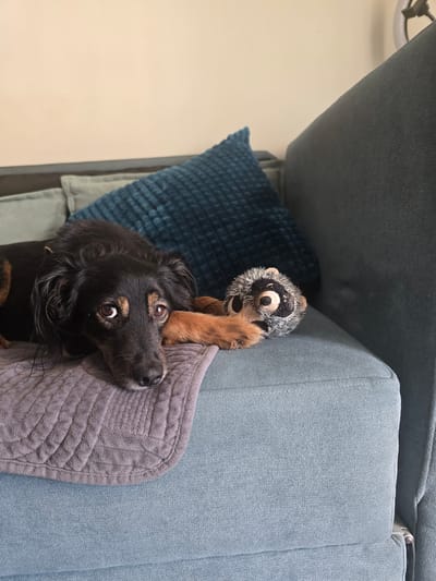 A medium-sized, black and tan dog with soulful eyes lies on a blue couch, resting its head on its paws. Beside the dog is a stuffed toy that resembles a raccoon. The dog is positioned on a gray blanket. In the background, there are blue cushions and a wall. The scene appears to be indoors, possibly a living room. The image does not provide any information about the location in Agii Anargiri, Greece.