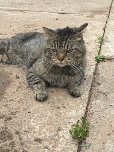 A tabby cat lies on a cracked concrete surface, its body partially visible. The cat has gray and black fur with white whiskers. Its eyes are open and it appears relaxed. Green plants are growing out of the cracks in the concrete. The scene is outdoors, with natural light suggesting it is daytime. The cracked concrete and sparse vegetation suggest an urban or semi-urban environment. The cat is the sole subject of the image.