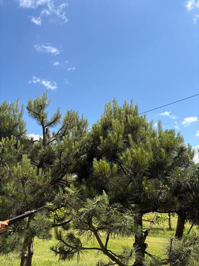 The image depicts an outdoor scene in Strzyżowice, Poland, on a clear, sunny day with a bright blue sky dotted with a few wispy clouds. In the foreground, a large evergreen tree, likely a pine, dominates the frame. Its branches are full of green needles, and some appear to have been recently trimmed, as evidenced by a black and orange handheld trimming tool being used by an unseen person on the left side of the image, interacting with the tree's foliage. The tree is set against a backdrop of a neatly mown green lawn. In the distance, more greenery and possibly other trees or vegetation can be observed, along with a telephone wire stretched across the upper portion of the image. The lighting suggests it is daytime, with the sun casting shadows and highlighting the texture of the tree's needles and bark.