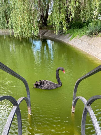 A black swan with a bright red beak swims in a murky green pond. The swan's neck is gracefully curved, and its body is partially submerged in the water. The pond is surrounded by a concrete wall on one side, and lush green foliage, including trees and vines, on the other. A decorative black metal fence runs along the edge of the pond, partially obscuring the view. The water's surface is rippled, reflecting the overcast sky. The scene appears to be in a park or garden setting, possibly in Plastunovskaya, Russia. The lighting suggests it is daytime, but the weather is not clearly discernible. There is no visible text in the image.