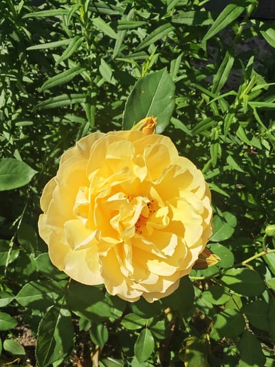 A close-up, high-angle shot shows a bright yellow rose in full bloom. The rose is centrally located and its petals are layered and ruffled, catching the sunlight. To the left of the main rose, a smaller yellow bud is visible, also partially open. The rose and its bud are surrounded by lush green foliage, which appears to be part of a garden. The background is filled with more green leaves and some darker shadows, suggesting an outdoor setting. The image appears to be taken in or around Чонкаўскі сельскі Савет, Belarus, based on the context provided.