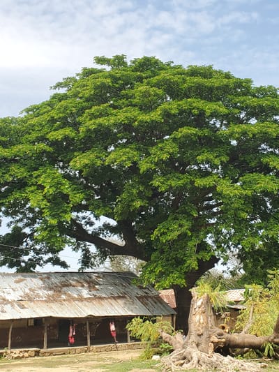 In Kabwir, Nigeria, a large, mature tree with lush green foliage dominates the scene, its canopy reaching towards a partly cloudy sky. At the base of the tree, a partially fallen and decaying trunk is visible, its roots exposed. In the foreground, a rustic building with a corrugated metal roof stands. The building appears to be an older structure with mud walls and a wooden support system. Two children, dressed in pink and red attire, are hanging from the covered porch of the building. The ground around the building and tree is uneven and appears to be made of dirt and stones.