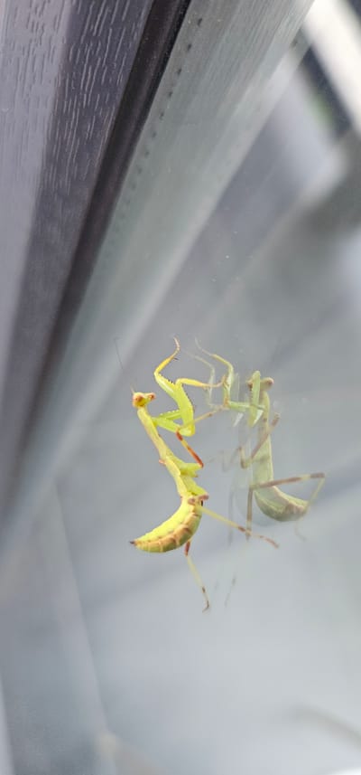 A juvenile praying mantis, predominantly green and yellow with reddish accents on its legs, is positioned on a reflective surface, likely glass. Its body is elongated, with distinct segmented legs and a triangular head featuring prominent compound eyes. The mantis is captured in mid-action, with its forelegs raised in a predatory stance. A faint reflection of the mantis is visible below, indicating the presence of a smooth, transparent barrier. The background consists of blurred, vertical lines of dark grey and lighter grey, suggesting an outdoor environment or a textured surface behind the glass. The image is focused on the mantis, with the background out of focus. There is no indication of Lermontovo, Russia, or any urban elements in the visual data.