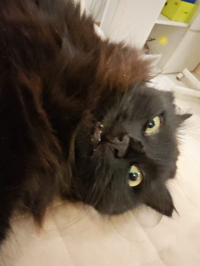 A black cat with green eyes lies on its back, its head tilted upwards and to the right, facing the camera. Its mouth is slightly open, revealing its teeth and tongue. The cat's fur is long and fluffy, with some lighter brown or reddish undertones visible. The background is blurred, but appears to be an indoor setting with light-colored surfaces and some shelves with yellow boxes in the upper right corner. The image is taken from a slightly high angle.