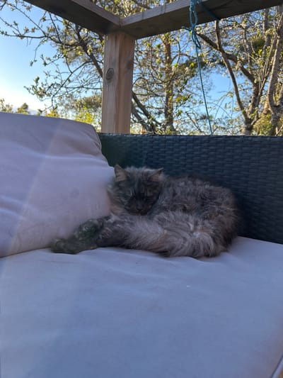 A gray fluffy cat is curled up asleep on a light gray cushion of an outdoor chair. The chair has a dark gray wicker back. Behind the chair, there's a wooden pergola and the branches of trees with new spring foliage against a blue sky. The location is likely in Gränsta, Sweden, based on prior knowledge. The image depicts a peaceful, sunny outdoor setting.