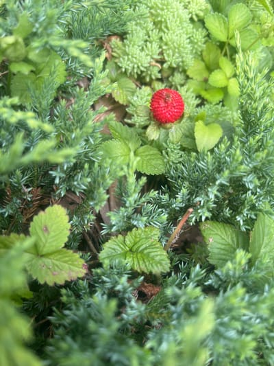 A close-up, overhead shot captures a single, small, red, raspberry-like fruit nestled amongst lush green foliage. The fruit is round with prominent drupelets, and appears to be surrounded by soft, needle-like evergreen branches and broader, serrated green leaves. The lighting is natural and diffused, suggesting an outdoor environment, possibly a garden or park area in the city of Starozhivotinnoye, Russia. The background is softly blurred, drawing focus to the solitary red fruit.