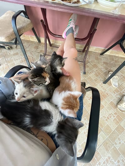 An overhead shot shows a person sitting, with multiple small kittens resting on their lap and legs. The person is wearing light pink sneakers with green stripes and gum soles (resembling Adidas Gazelles) and grey socks. Denim shorts or jeans are visible, along with tattoos on the person's legs and inner arm – one resembling a small butterfly on the outer calf and another a circular geometric design on the arm.

At least five kittens are clustered together. Their fur patterns vary: one is predominantly orange and white, another black and white, a grey tabby, a calico with patches of grey, black, and cream/orange, and a lighter white/cream and grey tabby. The kittens appear young and relaxed, nestled on the person.

The setting is a casual space, likely indoors or a covered patio, with a floor covered in light brown and beige patterned ceramic tiles. Bright, natural lighting suggests it is daytime. Parts of a dark reddish-brown metal-framed table with a lighter top are visible to the left, holding a white plate with food and a clear stemmed glass. A black-framed chair is partially seen in the foreground and background. A pair of light-colored, Crocs-style clogs are on the tiled floor. The scene conveys a peaceful moment of interaction between the person and the kittens. No text is visible in the image.