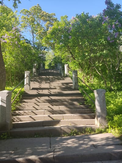 The image depicts a long, ascending outdoor staircase constructed from rough-hewn grey stone blocks, located in Vakkosalmi Park in Sortavala, Russia. The staircase features stone balustrade posts supporting dark metal handrails on both sides, with the steps extending into the upper distance and disappearing into dense foliage. Strong sunlight illuminates the scene, casting pronounced, angular shadows of the trees and railings across the steps. The staircase is bordered by abundant green vegetation, including numerous deciduous trees in full leaf and prominent lilac bushes displaying clusters of purple blossoms, particularly visible on the upper left and right. The sky above the tree canopy is clear and light blue. The lowest section of the staircase shows some minor grass and weed growth between the step joints and along the base. No people or animals are present.